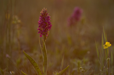 <i class='fa fa-user'></i>&nbsp;Willem Verhagen&nbsp;|  Brede Orchis&nbsp; <i class='fa fa-eye'>&nbsp;9</i> &nbsp; <i class='fa fa-comment-o'>&nbsp;1</i>