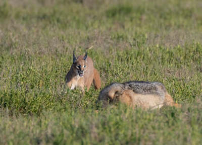 <i class='fa fa-user'></i>&nbsp;JeroenAsilia&nbsp;|  Caracal&nbsp; <i class='fa fa-eye'>&nbsp;33</i> &nbsp; <i class='fa fa-comment-o'>&nbsp;0</i>