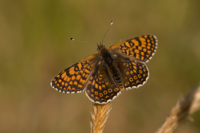 Nature picture: 1. Veldparelmoervlinder