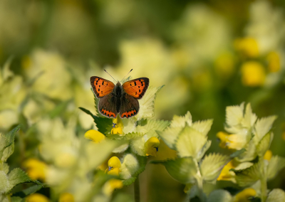 Nature picture: 1. Kleine Vuurvlinder