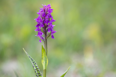 <i class='fa fa-user'></i>&nbsp;Willem Verhagen&nbsp;|  Brede Orchis&nbsp; <i class='fa fa-eye'>&nbsp;14</i> &nbsp; <i class='fa fa-comment-o'>&nbsp;3</i>
