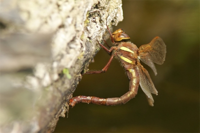 <i class='fa fa-user'></i>&nbsp;Arie Ouwerkerk&nbsp;| Bruine Glazenmaker&nbsp; <i class='fa fa-eye'>&nbsp;210</i> &nbsp; <i class='fa fa-comment-o'>&nbsp;3</i>