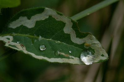 <i class='fa fa-user'></i>&nbsp;Eef Kieft&nbsp;|  Na de regen&nbsp; <i class='fa fa-eye'>&nbsp;6</i> &nbsp; <i class='fa fa-comment-o'>&nbsp;0</i>