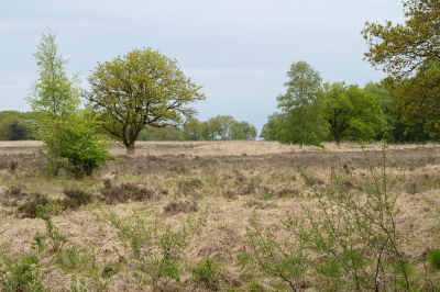 <i class='fa fa-user'></i>&nbsp;Tim Oord&nbsp;|  Natura 2000 Wijnjeterper Schar&nbsp; <i class='fa fa-eye'>&nbsp;5</i> &nbsp; <i class='fa fa-comment-o'>&nbsp;0</i>