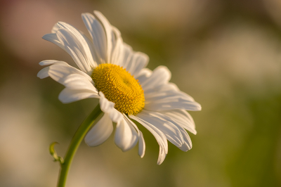 <i class='fa fa-user'></i>&nbsp;Willem Verhagen&nbsp;|  Margriet&nbsp; <i class='fa fa-eye'>&nbsp;20</i> &nbsp; <i class='fa fa-comment-o'>&nbsp;4</i>