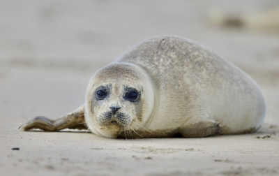 <i class='fa fa-user'></i>&nbsp;jeb&nbsp;|  Gewone zeehond&nbsp; <i class='fa fa-eye'>&nbsp;11</i> &nbsp; <i class='fa fa-comment-o'>&nbsp;0</i>