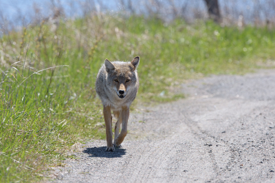 <i class='fa fa-user'></i>&nbsp;Jan Luit&nbsp;|  Prairiewolf of Coyote&nbsp; <i class='fa fa-eye'>&nbsp;32</i> &nbsp; <i class='fa fa-comment-o'>&nbsp;2</i>