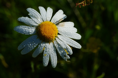 <i class='fa fa-user'></i>&nbsp;hesterb&nbsp;|  Gewone Margriet&nbsp; <i class='fa fa-eye'>&nbsp;13</i> &nbsp; <i class='fa fa-comment-o'>&nbsp;0</i>