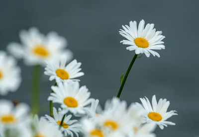 <i class='fa fa-user'></i>&nbsp;Eef Kieft&nbsp;|  Gewone Margriet&nbsp; <i class='fa fa-eye'>&nbsp;9</i> &nbsp; <i class='fa fa-comment-o'>&nbsp;0</i>
