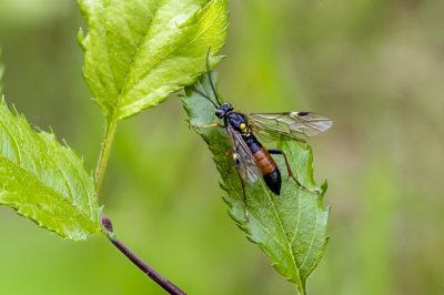 Gisteren weer eens naar mijn favoriete paadje aan de rand van de Regte Heide geweest. Deze bladwesp viel op door de kleuren. Helaas was hij niet in voor een fotosessie. Gelukkig wel een paar foto�s kunnen maken.
Volwassen exemplaren van Tenthredopsis scutellaris zijn van mei tot juni te vinden en voeden zich met nectar en stuifmeel van de schermbloemenfamilie. Volwassen exemplaren van Tenthredopsis scutellaris kunnen een lengte bereiken van 8,5�12 millimeter. 
De larven zijn polyfaag en voeden zich met een verscheidenheid aan planten, met name schermbloemen en kruidachtige planten.
