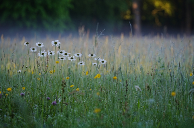 <i class='fa fa-user'></i>&nbsp;hesterb&nbsp;|  Margrieten wachten op zon&nbsp; <i class='fa fa-eye'>&nbsp;16</i> &nbsp; <i class='fa fa-comment-o'>&nbsp;2</i>