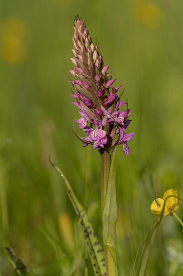 <i class='fa fa-user'></i>&nbsp;Willem Verhagen&nbsp;|  Gevlekte Orchis&nbsp; <i class='fa fa-eye'>&nbsp;7</i> &nbsp; <i class='fa fa-comment-o'>&nbsp;0</i>