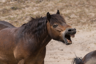 <i class='fa fa-user'></i>&nbsp;Willem Verhagen&nbsp;|  Exmoorpony&nbsp; <i class='fa fa-eye'>&nbsp;15</i> &nbsp; <i class='fa fa-comment-o'>&nbsp;0</i>