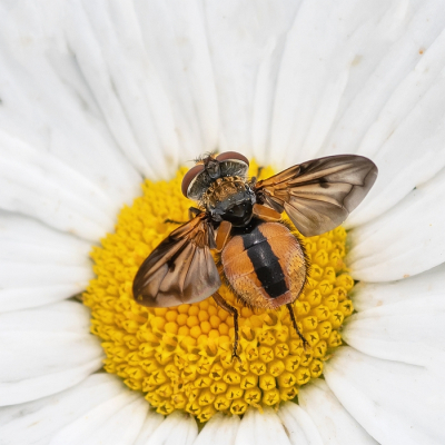 <i class='fa fa-user'></i>&nbsp;Johan van Gurp&nbsp;|  Ectophasia crassipennis&nbsp; <i class='fa fa-eye'>&nbsp;12</i> &nbsp; <i class='fa fa-comment-o'>&nbsp;0</i>