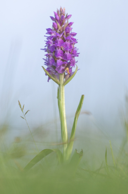 <i class='fa fa-user'></i>&nbsp;Pieter  LJ&nbsp;|  Rietorchis sp&nbsp; <i class='fa fa-eye'>&nbsp;22</i> &nbsp; <i class='fa fa-comment-o'>&nbsp;1</i>