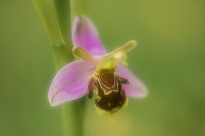 <i class='fa fa-user'></i>&nbsp;Willem Verhagen&nbsp;|  Bijenorchis&nbsp; <i class='fa fa-eye'>&nbsp;14</i> &nbsp; <i class='fa fa-comment-o'>&nbsp;1</i>