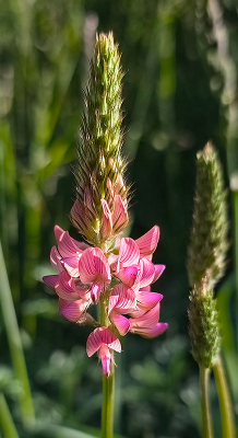 :Korte tijd in Zwitserland en dan kom je weer eens andere bloemen tegen.
Deze lijkt me de moeite waard om te laten zien.