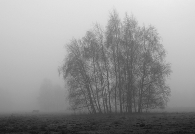 <i class='fa fa-user'></i>&nbsp;Tineke Strijbosch&nbsp;|  Berken in de mist&nbsp; <i class='fa fa-eye'>&nbsp;18</i> &nbsp; <i class='fa fa-comment-o'>&nbsp;0</i>