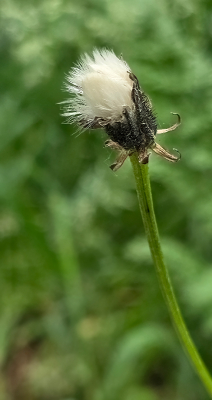In de berm van het fiets/wandelpad is van alles te zien. Ook deze uitgebloeide plant of bloem. Uitgebloeid maar welke soort? Doet wat denken aan paardenbloem ..
ook in deze fase een interessant beeld.