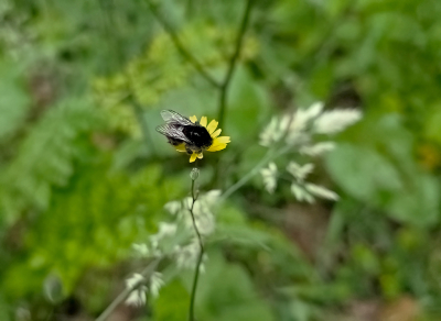 <i class='fa fa-user'></i>&nbsp;guidomwm&nbsp;|  Steenhommel&nbsp; <i class='fa fa-eye'>&nbsp;9</i> &nbsp; <i class='fa fa-comment-o'>&nbsp;0</i>
