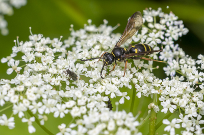 <i class='fa fa-user'></i>&nbsp;Martin Verbeeten&nbsp;|  Grote Schuimcicadendoder&nbsp; <i class='fa fa-eye'>&nbsp;11</i> &nbsp; <i class='fa fa-comment-o'>&nbsp;0</i>