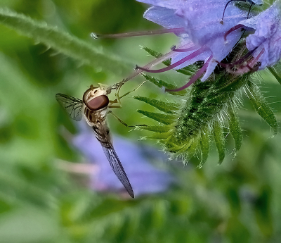 :Een algemene soort maar toch altijd weer leuk om te zien tijdens de talloze wandelingen. Hier ziet deze soort er weer heel anders uit door andere setting en belichting.