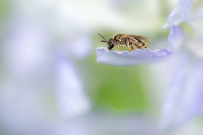 Nature picture: 1. Groefbij sp.