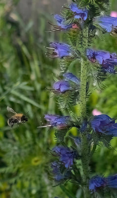 Hier groeit enorm veel Slangenkruid en de insecten zoeken hun voeding in de plant. Dit keer kon ik de hommel treffen terwijl deze nog rondvloog.