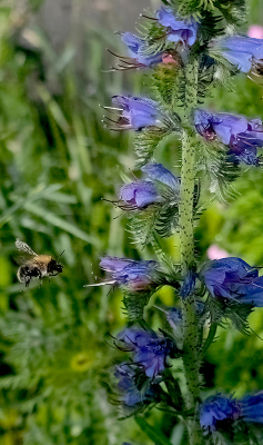 Hier groeit enorm veel Slangenkruid en de insecten zoeken hun voeding in de plant. Dit keer kon ik de hommel treffen terwijl deze nog rondvloog.