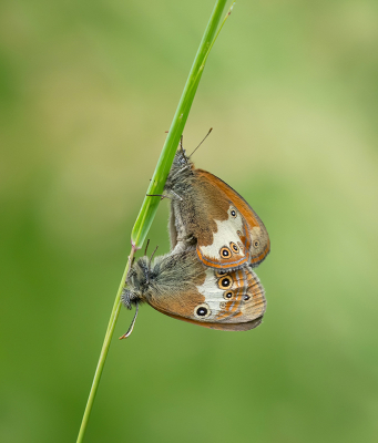 Een van mijn favorietjes in de Eifel is het mooie Tweekleurig Hooibeestje. In Nederland verdwenen sinds 1988.

Ze waren er afgelopen zaterdag volop. Ik zag een parend koppeltje vliegen en landen, kort bij het plekje waar we even pauzeerden. Ze vlogen naar verschillende plekjes en leken wel aan elkaar vastgelijmd.

Een zo'n prachtbeestje is al mooi, maar een paring is natuurlijk helemaal geweldig.�