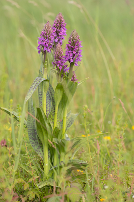 Nature picture: 1. Gevlekte Rietorchis