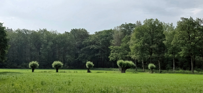 <i class='fa fa-user'></i>&nbsp;guidomwm&nbsp;|  Landschap met Wilgen&nbsp; <i class='fa fa-eye'>&nbsp;29</i> &nbsp; <i class='fa fa-comment-o'>&nbsp;0</i>