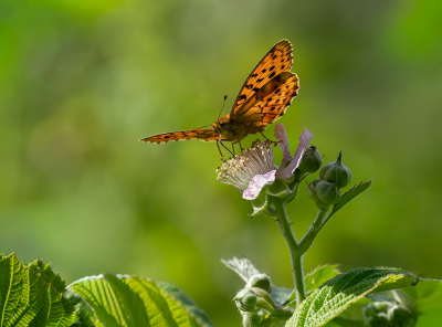 Nature picture: 1. Braamparelmoervlinder