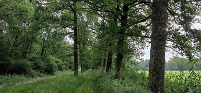 <i class='fa fa-user'></i>&nbsp;guidomwm&nbsp;|  Landschap met bos&nbsp; <i class='fa fa-eye'>&nbsp;11</i> &nbsp; <i class='fa fa-comment-o'>&nbsp;0</i>