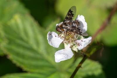 Vanochtend een wandeling gemaakt op de Regte Heide maar het werd al snel te warm voor mij. Dus vroeg naar huis voor de koffie. Deze vlieg wilde wel meewerken voor foto�s en liet zich van dichtbij bekijken. Wat hebben wij toch mooie vliegen in Nederland.

Nederlands Soortenregister:
Herkenning 7-12 mm. Een contrastrijk getekende wolzwever, zwart met witte en bruine vlekken. De vleugels bevatten enkele doorzichtige venstervlekken in de donkere tekening, wat bijdraagt aan het contrastrijke uiterlijk.
Voorkomen: Binnenlandse zandgronden en de Noord-Hollandse duinen.
Biotoop: Heideterreinen.
Fenologie: adult Half juni tot begin augustus met een piek in juli.