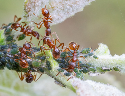 Nature picture: 1. Gewone Steekmier