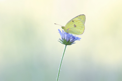 Nature picture: 1. Gele Luzernevlinder