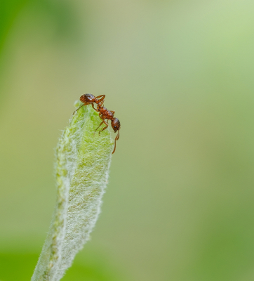 Nature picture: 1. Gewone Steekmier