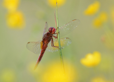 Nature picture: 1. Vuurlibel