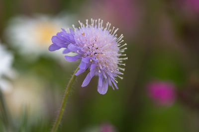 <i class='fa fa-user'></i>&nbsp;Willem Verhagen&nbsp;|  Beemdkroon&nbsp; <i class='fa fa-eye'>&nbsp;12</i> &nbsp; <i class='fa fa-comment-o'>&nbsp;1</i>