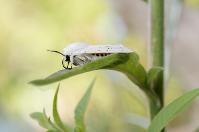 Nature picture: 1. Witte Tijger