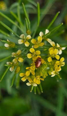 <i class='fa fa-user'></i>&nbsp;guidomwm&nbsp;|  Neocrepidodera sp&nbsp; <i class='fa fa-eye'>&nbsp;32</i> &nbsp; <i class='fa fa-comment-o'>&nbsp;0</i>