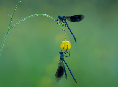 Precies een maand geleden kon ik in een (door de dauw) kletsnat veld 2 fraaie Weidebeekjuffer mannetjes vastleggen.

Had reeds eerder een foto geplaatst, nu eentje van de andere kant genomen.

Sony A6700 + 135 F1.8, uit de hand via LiveView.

Geuldal, 25 mei 2026.