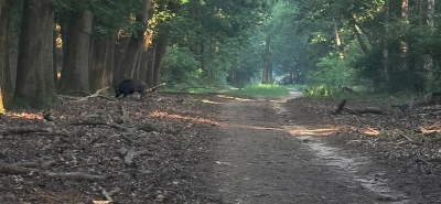 Wilde zwijnen bij het begin van het bos, veel jonkies erbij  (1 is rechts tussen de rommel moeilijk te zien)
Alleen bedoeld als bewijsplaatje
