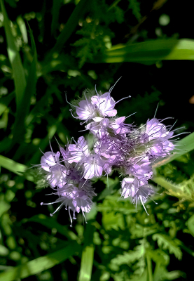 <i class='fa fa-user'></i>&nbsp;guidomwm&nbsp;|  Phacelia&nbsp; <i class='fa fa-eye'>&nbsp;3</i> &nbsp; <i class='fa fa-comment-o'>&nbsp;0</i>
