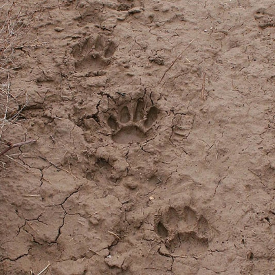 <i class='fa fa-user'></i>&nbsp;Jaap Schelvis&nbsp;| Luipaard&nbsp; <i class='fa fa-eye'>&nbsp;182</i> &nbsp; <i class='fa fa-comment-o'>&nbsp;3</i>