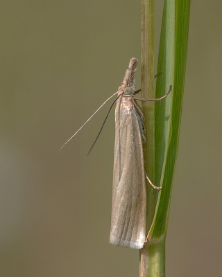 <i class='fa fa-user'></i>&nbsp;Johan van Gurp&nbsp;|  Bleke Grasmot&nbsp; <i class='fa fa-eye'>&nbsp;20</i> &nbsp; <i class='fa fa-comment-o'>&nbsp;1</i>