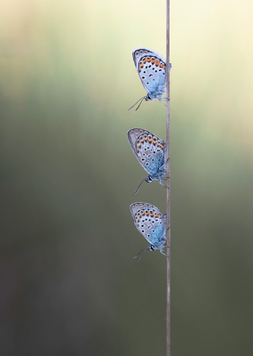 Nature picture: 1. Heideblauwtje