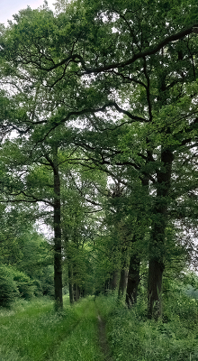 <i class='fa fa-user'></i>&nbsp;guidomwm&nbsp;|  Het smalle pad , hoge bomen&nbsp; <i class='fa fa-eye'>&nbsp;19</i> &nbsp; <i class='fa fa-comment-o'>&nbsp;2</i>