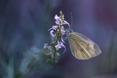 Nature picture: 1. Klein Koolwitje